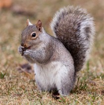 squirrel-eating-acorn