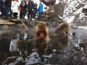 Snow monkeys.
